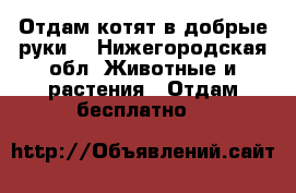 Отдам котят в добрые руки. - Нижегородская обл. Животные и растения » Отдам бесплатно   